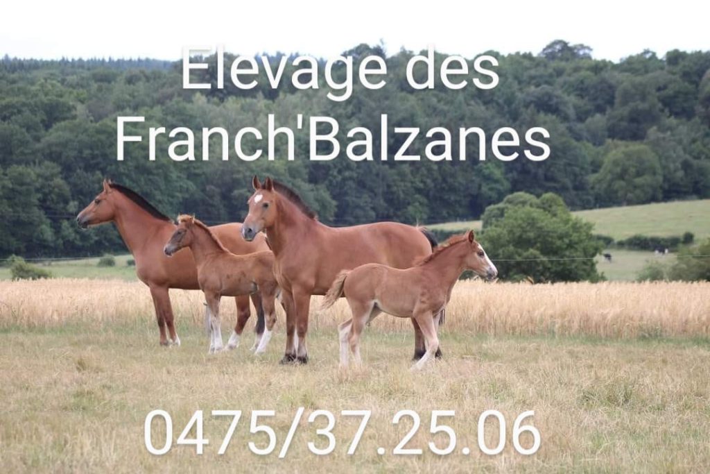 Elevage Franch'Balzanes