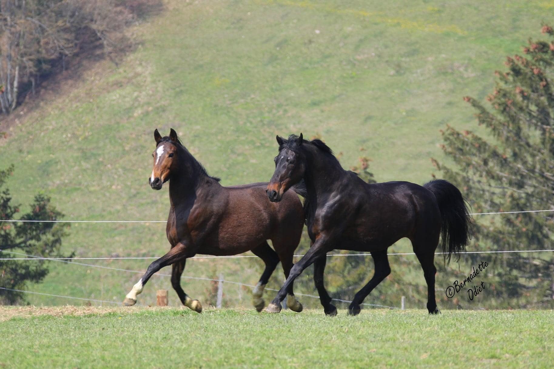 Belgian Franches-Montagnes Association 